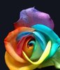 Rainbow Flower.jpg