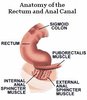 rectum_analcanal_anatomy.jpg