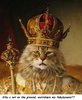 Cat King.jpg