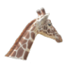 GiraffesGiraffe