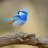 WrenBird