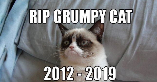 02.-Grumpy-Cat-–-Tardar-Sauce-–-Dies-At-The-Age-Of-Seven.jpg