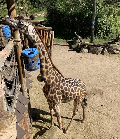 Giraffe 1.JPEG